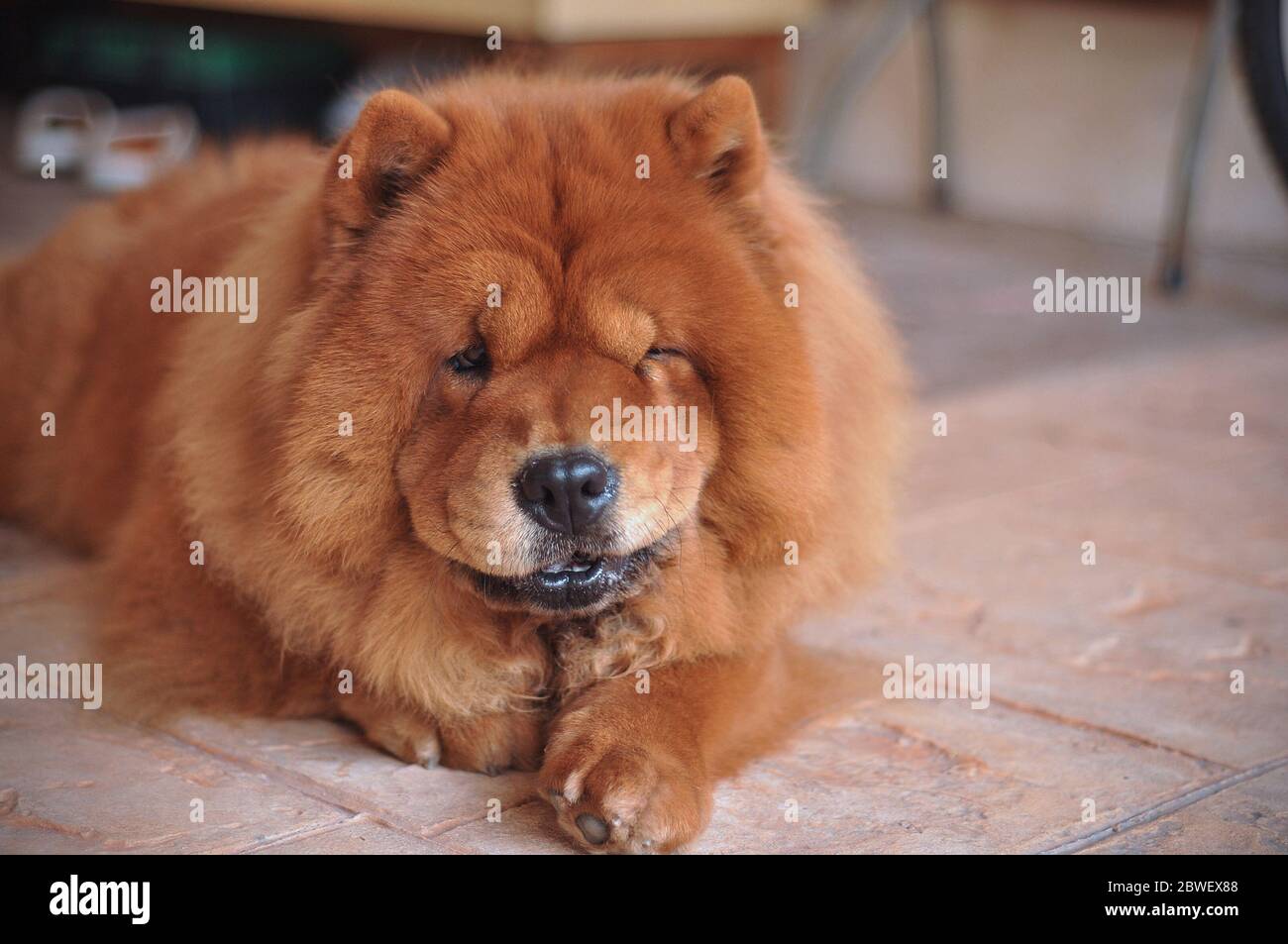 Pure Breed Chow Chow Fotos E Imagenes De Stock Alamy Pure Breed Chow Chow Fotos E Imagenes De Stock Alamy