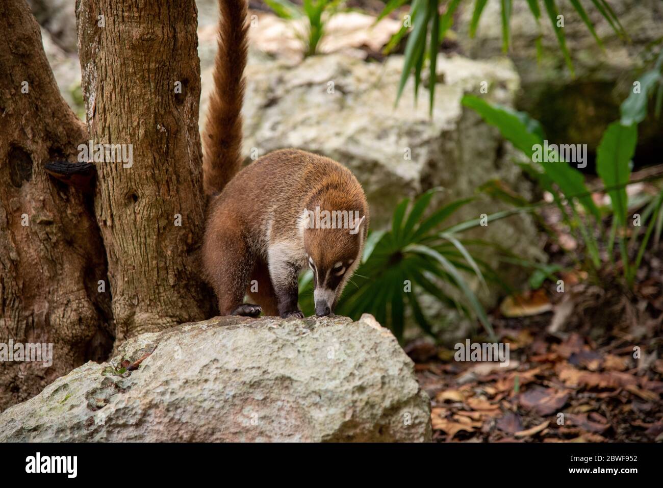 Coati en la selva tropical mexicana / Selva de pie sobre una roca