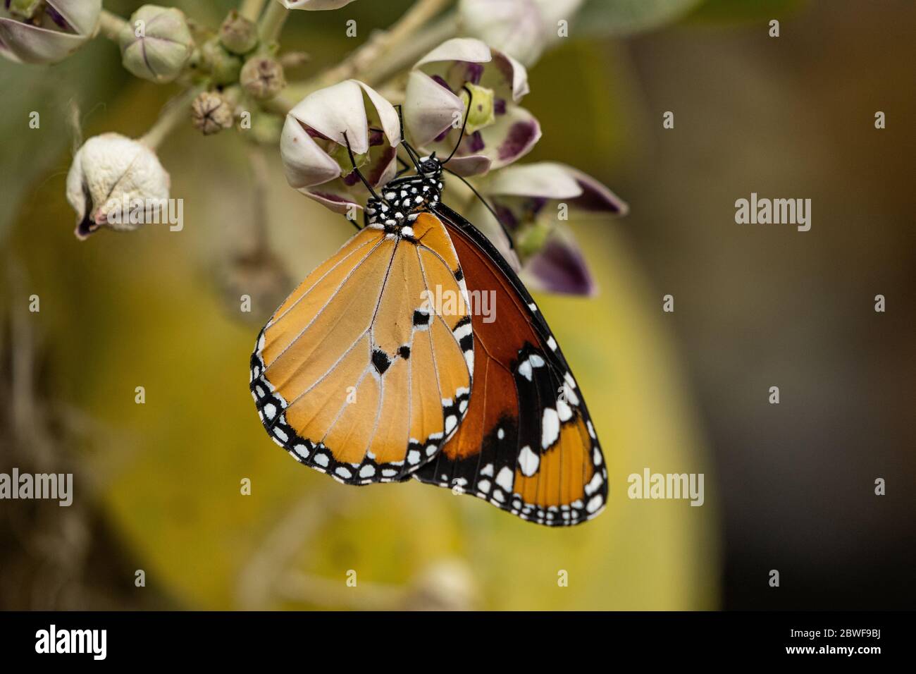 Tigre llano (Danaus chrysippus) AKA mariposa monarca africana en una flor fotografiada en Israel, en julio Foto de stock