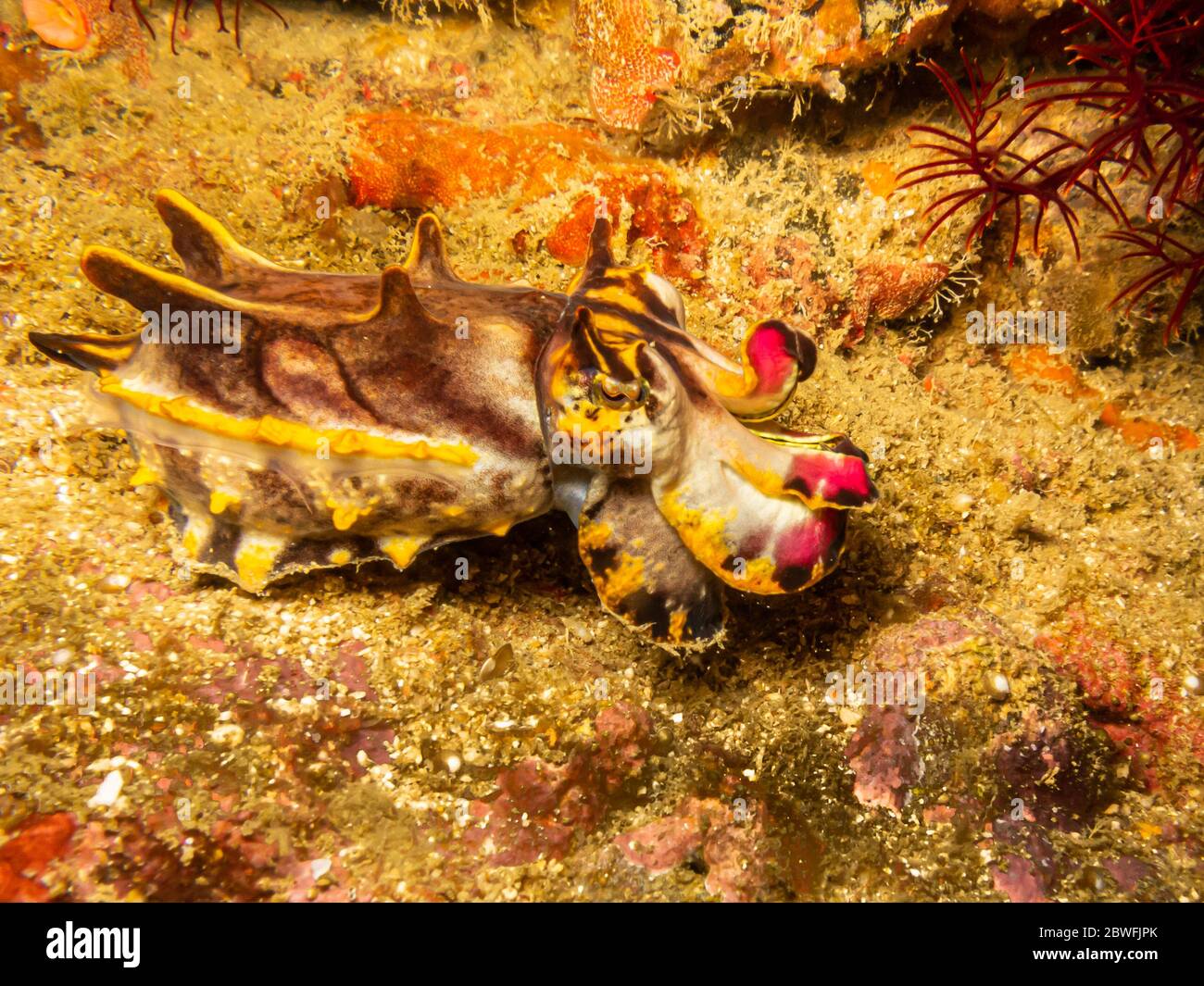 Pez leta flamígero (Metasepia pfefferi) en un arrecife de Puerto Galera en Filipinas. Este pez de la cuta es altamente tóxico Foto de stock