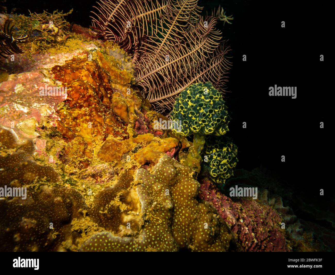 Arrecife saludable con rica biodiversidad en el centro del triángulo de coral. Foto de Puerto Galera Filipinas Foto de stock