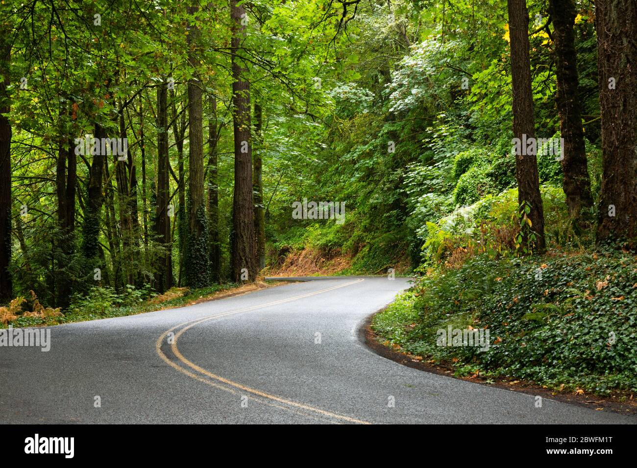 Carretera a través del bosque, Portland, Oregon, EE.UU Foto de stock