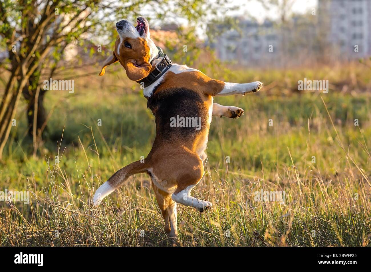 Lindo perro beagle al aire libre Foto de stock