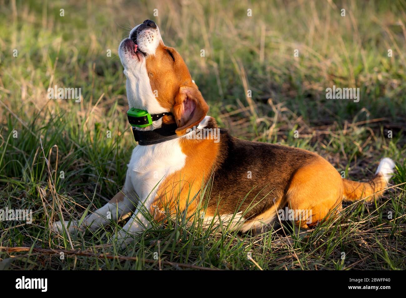 Lindo perro beagle tumbado en la hierba y ladrando Foto de stock