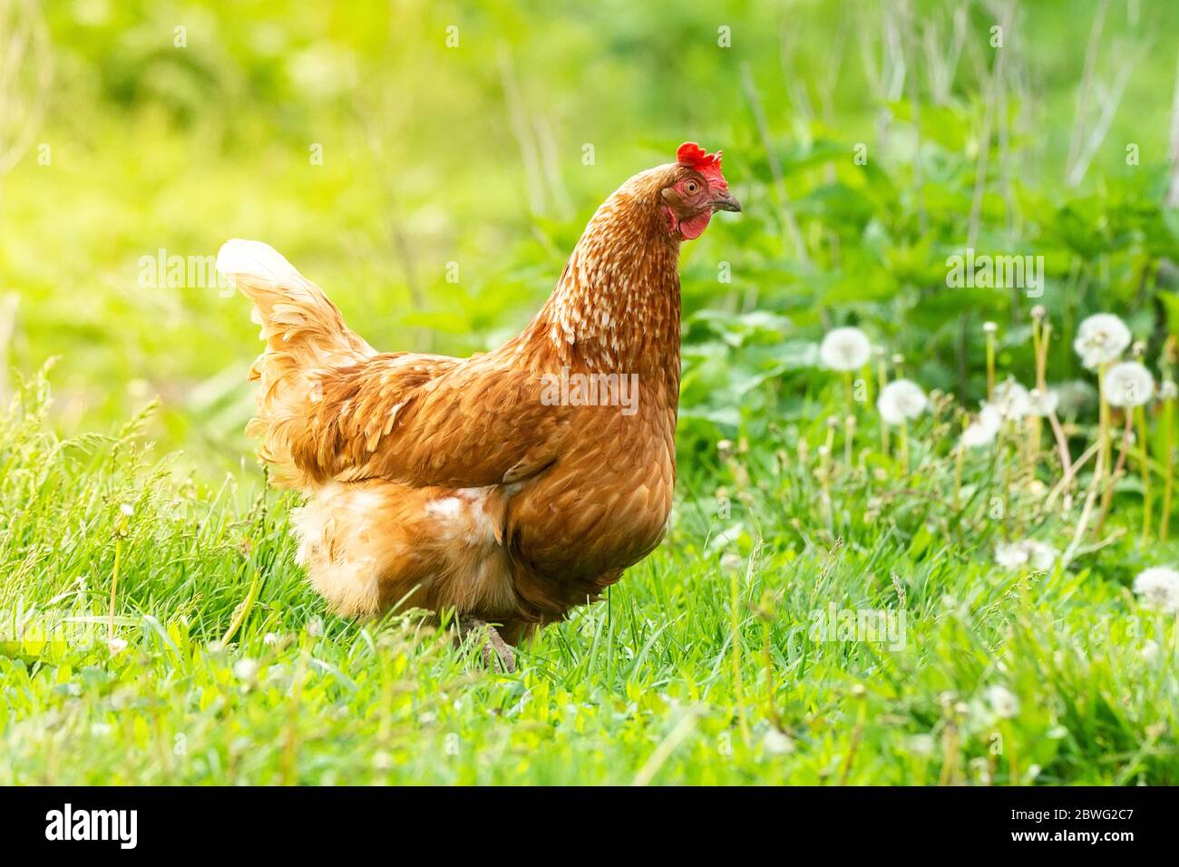 pollo en la hierba en una granja. Gallina de pollo naranja que está fuera para un paseo en la hierba Foto de stock