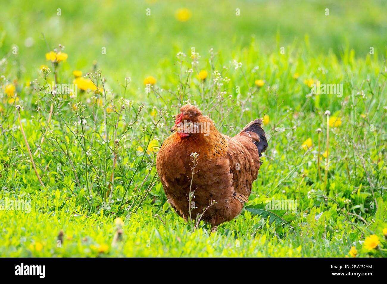 pollo en la hierba en una granja. Gallina de pollo naranja que está fuera para un paseo en la hierba Foto de stock