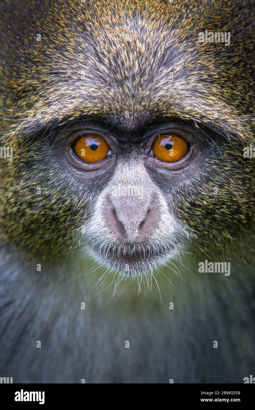 Mono Azul - Mitis Del Cercopithecus, Kenia, África Foto de archivo - Imagen  de fauna, tanzania: 96670034