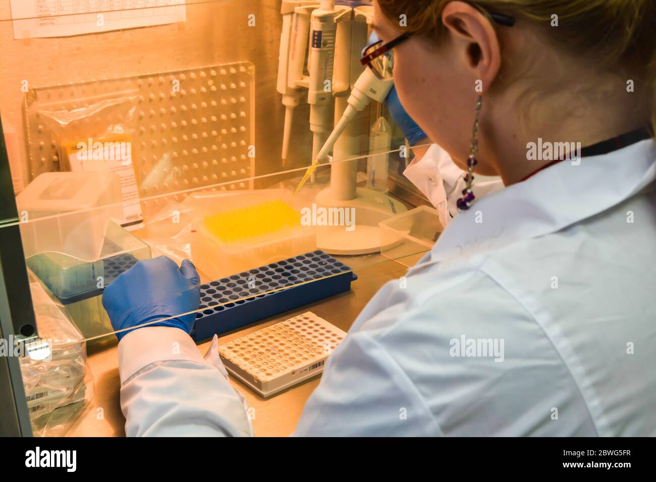 Preparación de muestras para el diagnóstico de PCR. El investigador en una caja laminar pipeteó las muestras en una placa de PCR de 96 pocillos. Foto de stock