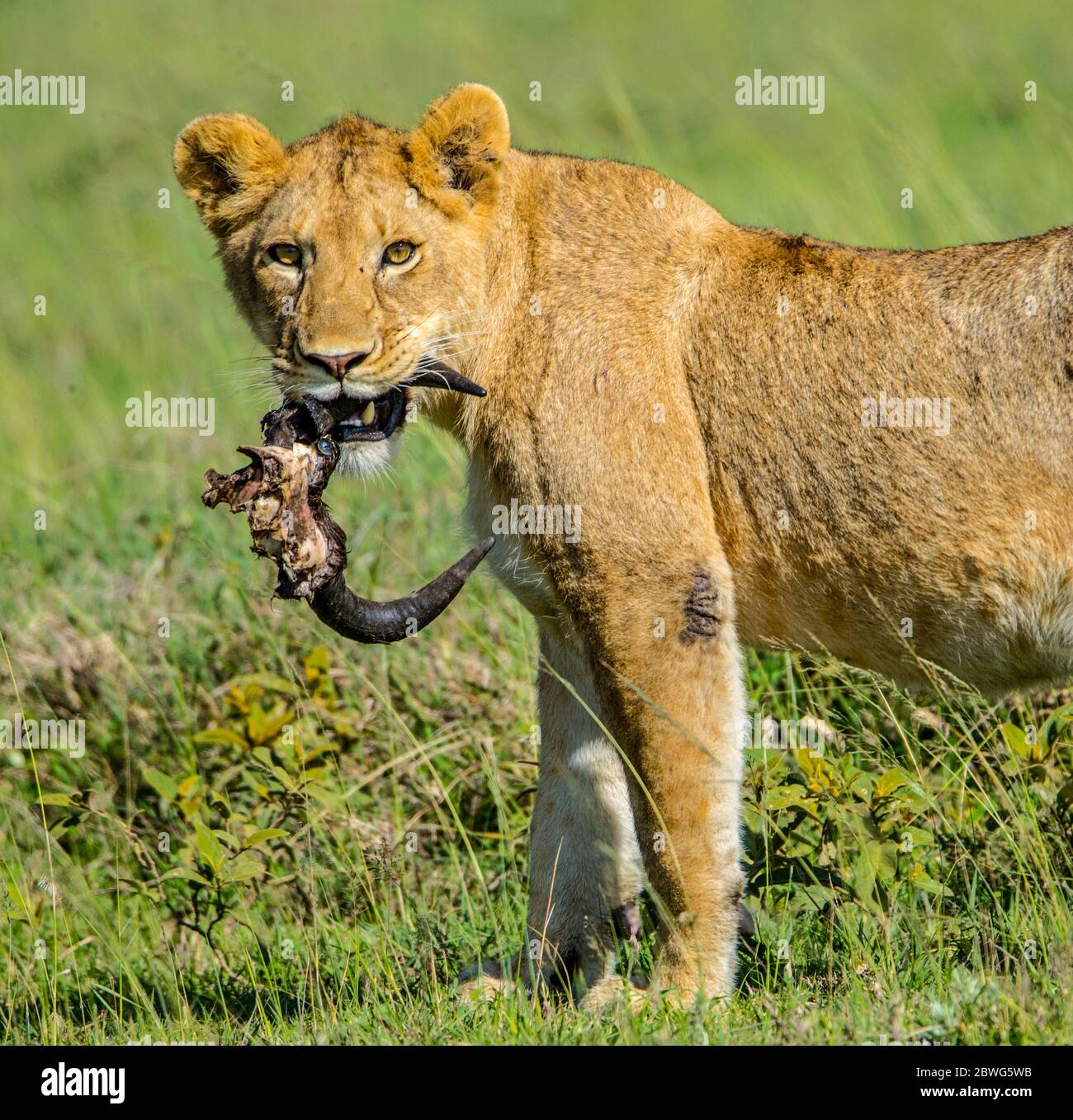 Leona (Panthera leo) mirando la cámara con cuernos de animales muertos en la boca, Área de Conservación de Ngorongoro, Tanzania, África Foto de stock