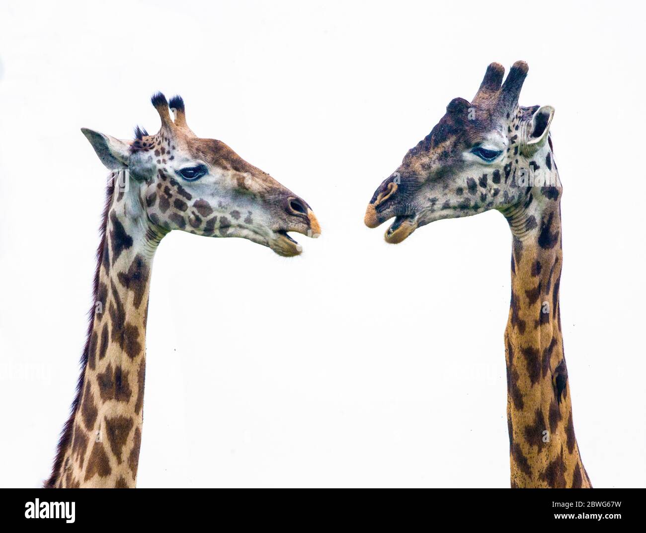 Dos jirafas Masai (Giraffa camelopardalis tippelskirchii), Área de Conservación de Ngorongoro, Tanzania, África Foto de stock