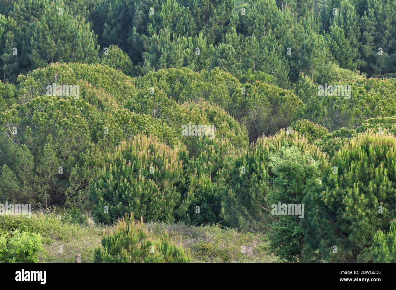 Escena forestal en Ludo. Algarve, Portugal Foto de stock