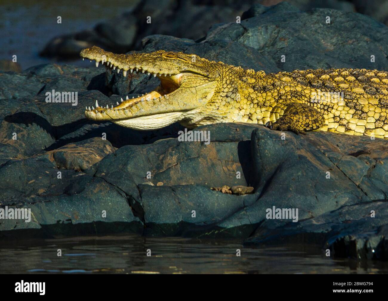 Cocodrilo del Nilo (Crocodylus niloticus), Área de Conservación de Ngorongoro, Tanzania, África Foto de stock