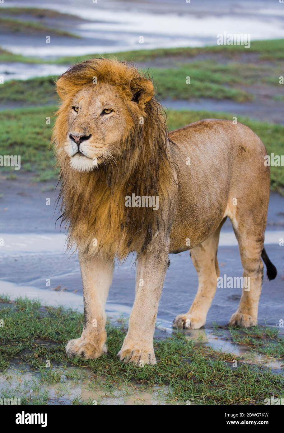 León masculino (Panthera leo), Área de Conservación de Ngorongoro, Tanzania, África Foto de stock
