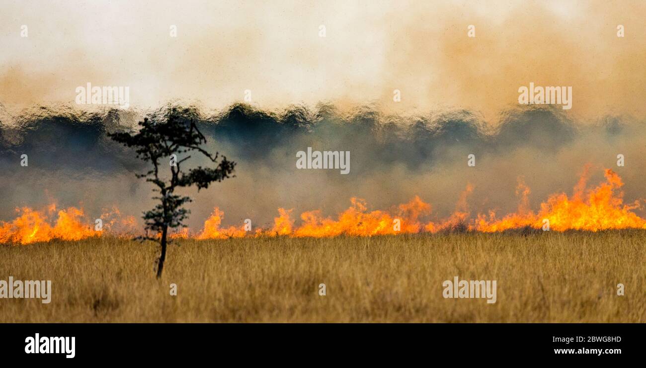 Césped ardiendo en el Parque Nacional Serengeti, Tanzania, África Foto de stock