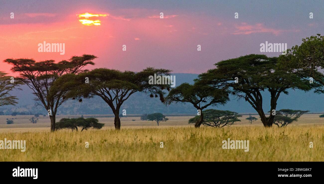 Puesta de sol sobre el Parque Nacional Serengeti, Tanzania, África Foto de stock