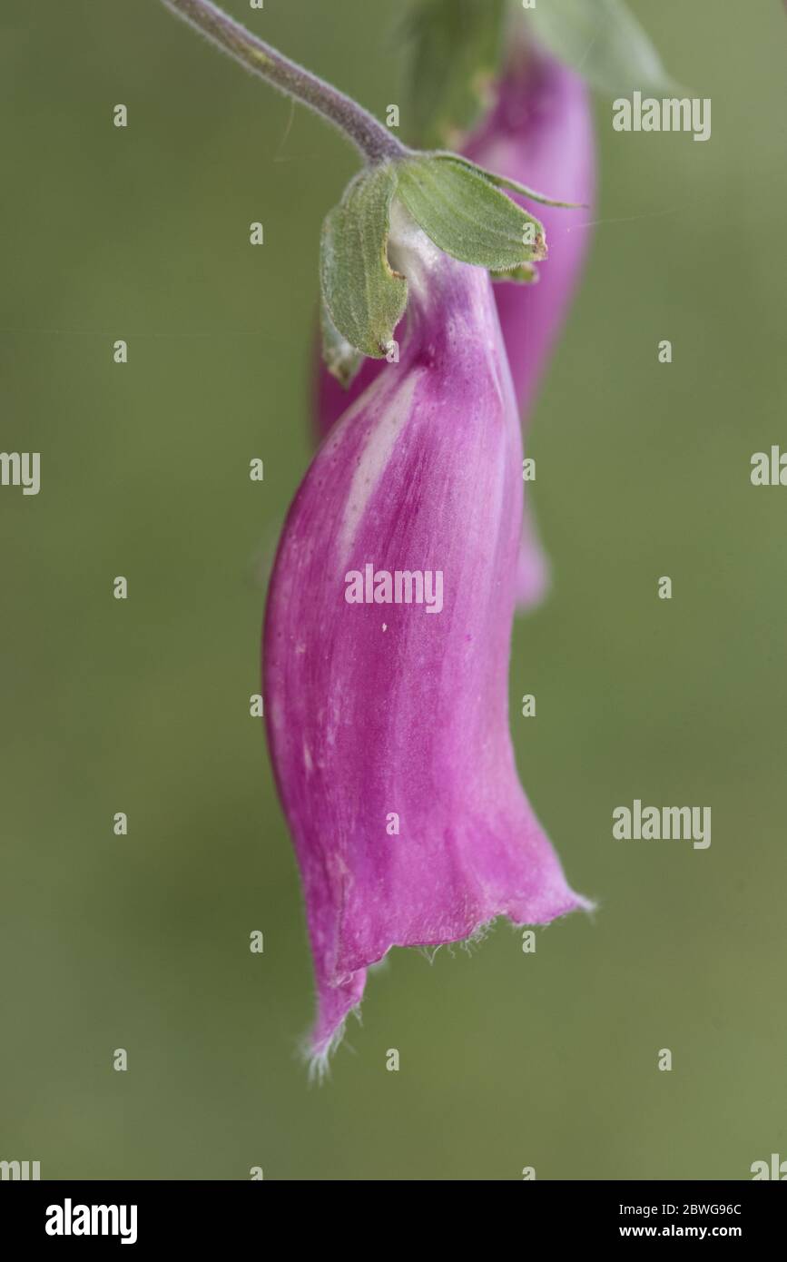 Digitalis purpurea foxglove planta mediana con flores rosadas y forma
