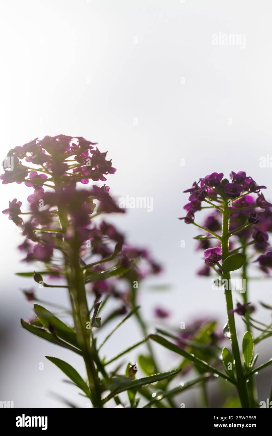 Flores de Lobularia maritima violeta, conocidas como Alyssum maritimum,  alyssum dulce o alison dulce Fotografía de stock - Alamy