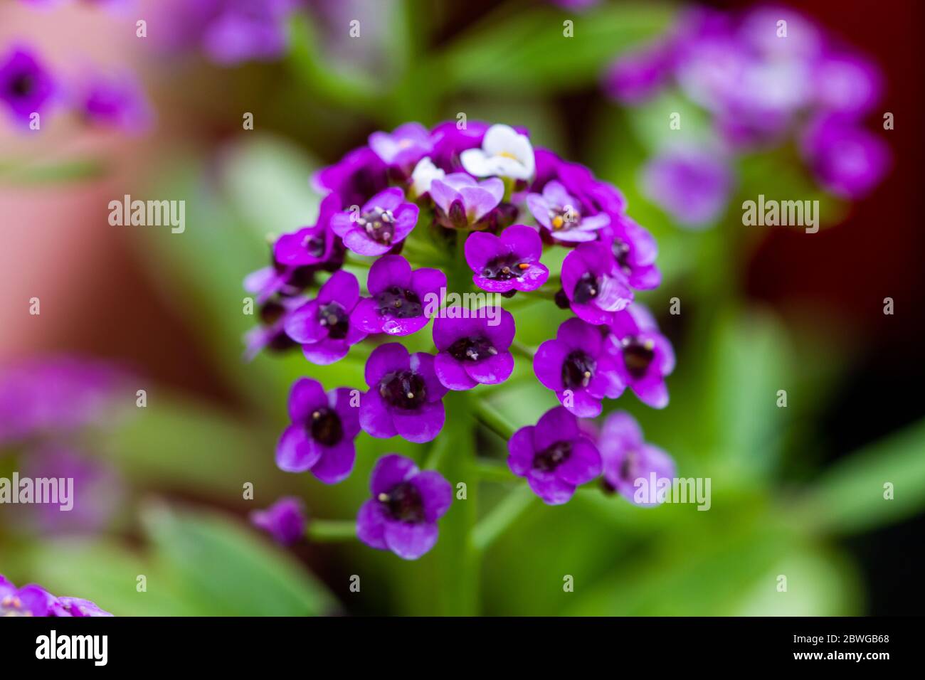 Flores de Lobularia maritima violeta, conocidas como Alyssum maritimum,  alyssum dulce o alison dulce Fotografía de stock - Alamy
