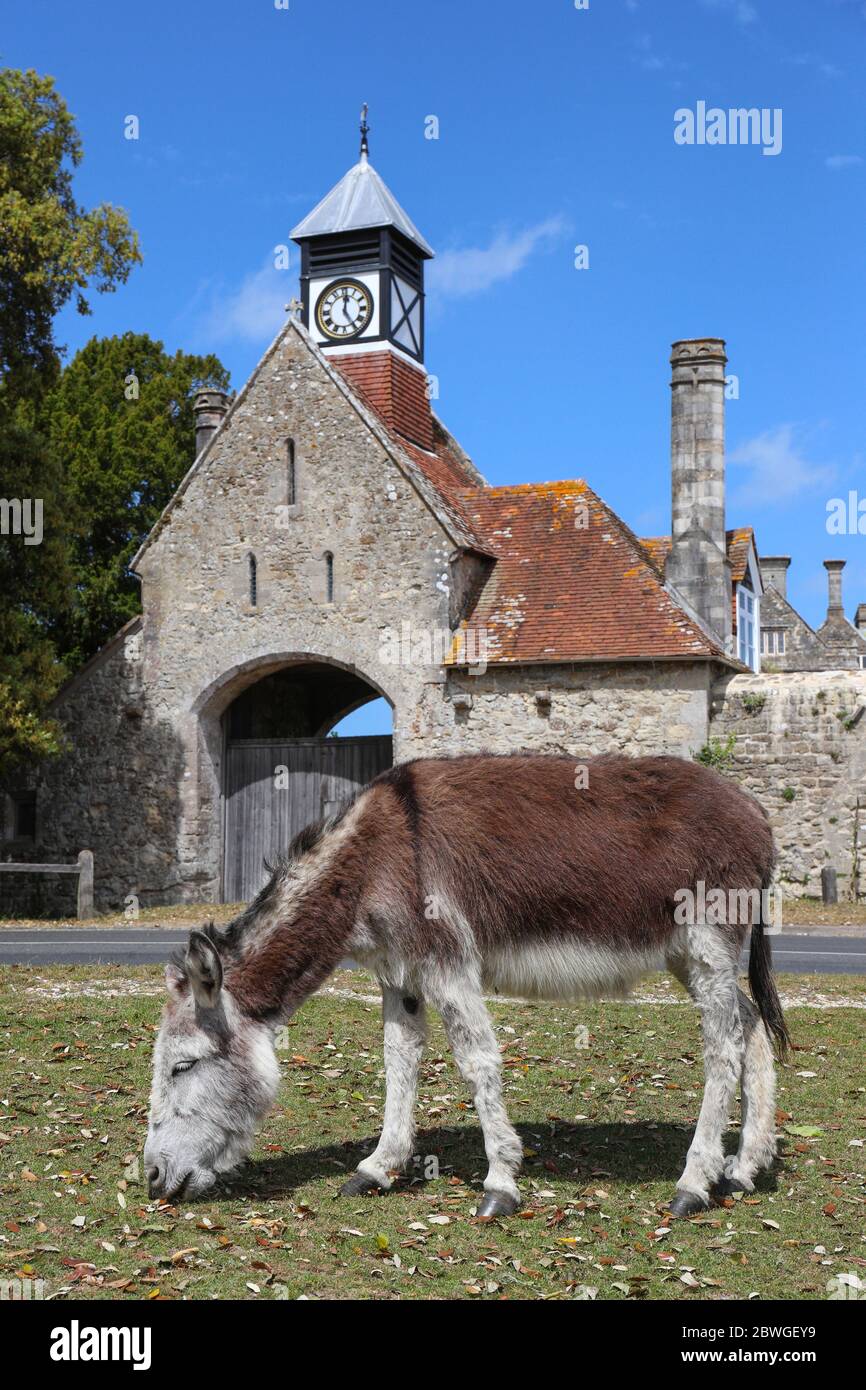 Los burros se pastan frente a la torre del reloj y Gatehouse en el pueblo de Beaulieu en el Nuevo Bosque Foto de stock