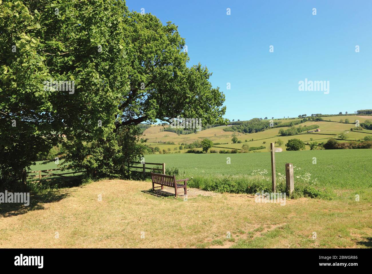 Mirador panorámico con banco de madera y árboles maduros con vistas a las colinas de los valles de Yorkshire en verano Foto de stock