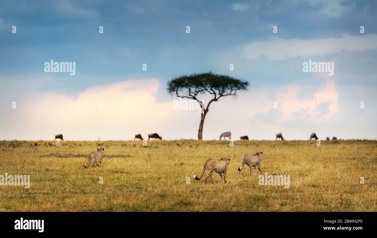 Cheetah caza en las praderas de la Mara Triangle Conservency en Kenia África con espacio para texto Foto de stock