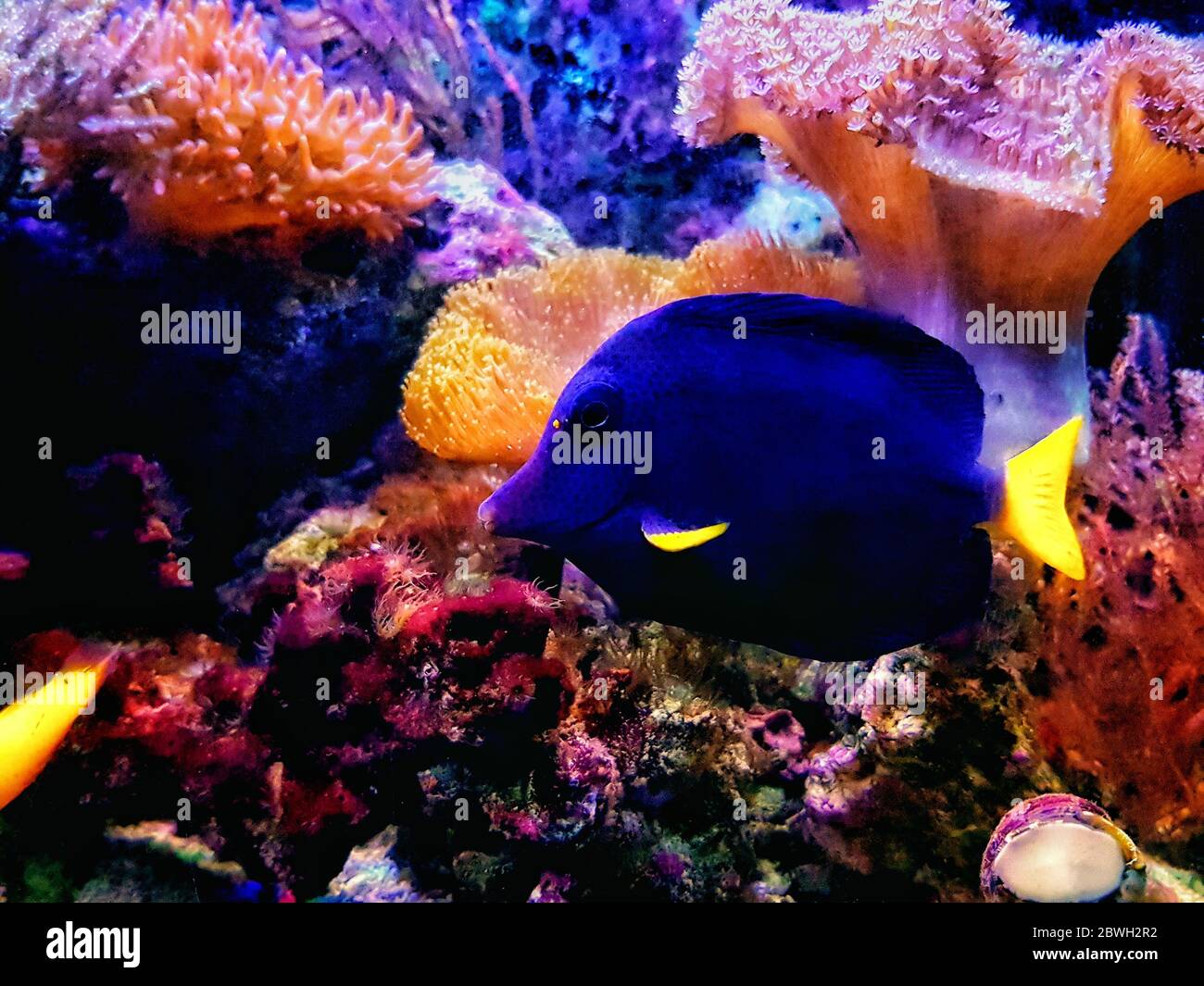 Zebrasoma xanthurum - Tang púrpura yelabo de color amarillo nadando en el acuario de arrecife Foto de stock