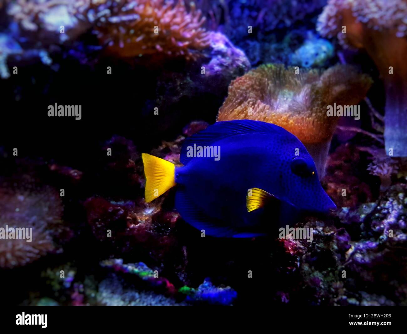Zebrasoma xanthurum - Tang púrpura yelabo de color amarillo nadando en el acuario de arrecife Foto de stock