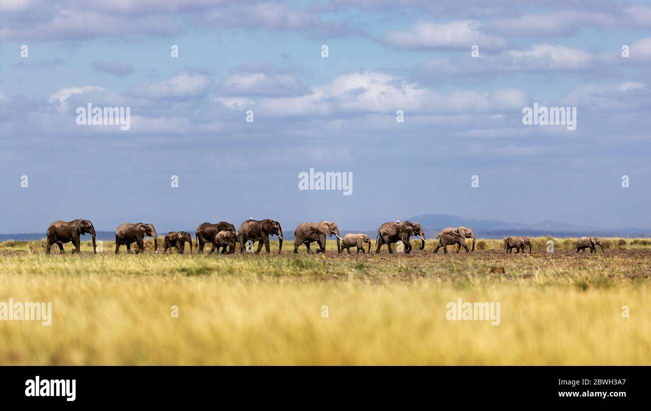 Manada de elefantes africanos caminando a lo largo de la línea del horizonte en las llanuras abiertas de Amboseli, Kenia África Foto de stock