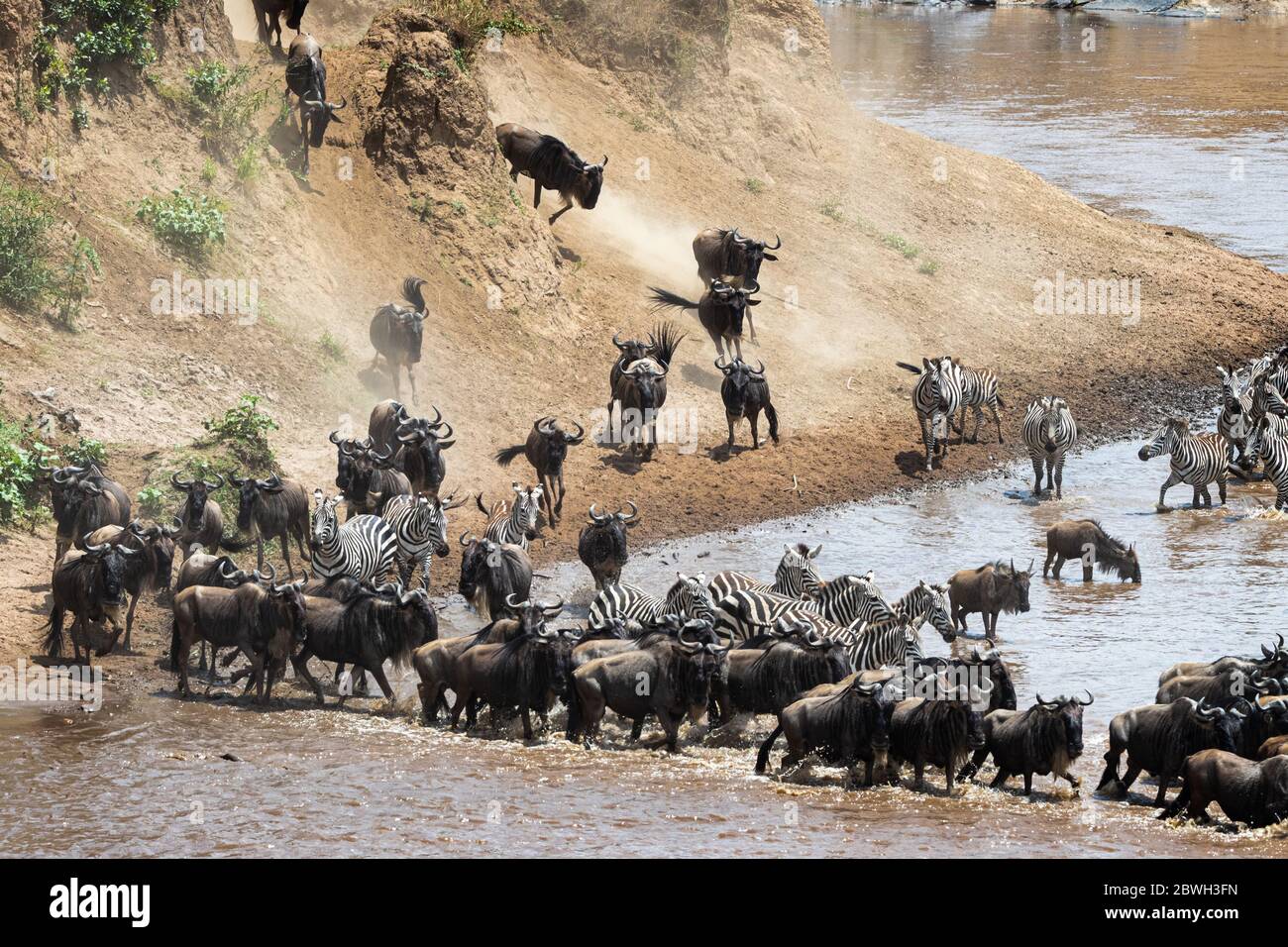 Wildebeest y cebra corriendo en el río Mara en Kenia África para cruzar. Foto de stock