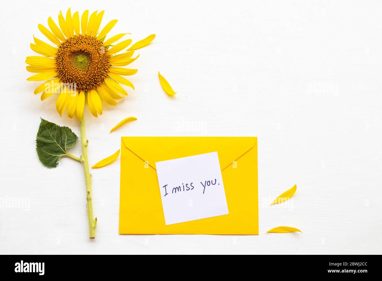 te echo de menos tarjeta de mensaje en sobre amarillo con flor amarilla  girasol arreglo plano poner estilo postal sobre fondo blanco Fotografía de  stock - Alamy