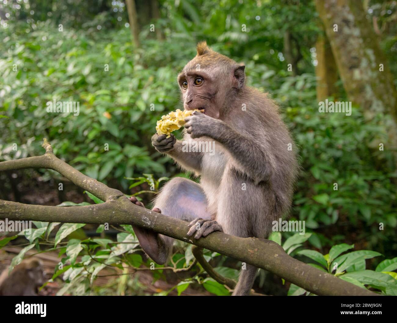 Macaque para comer cangrejo también conocido como macaque de cola larga en el bosque de monos de Ubud, Bali Foto de stock