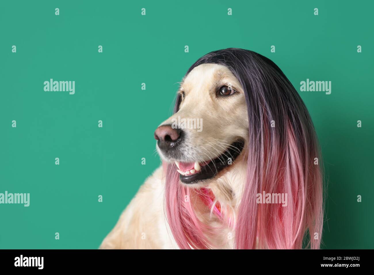 Perro divertido en peluca sobre fondo de color Fotografía de stock - Alamy