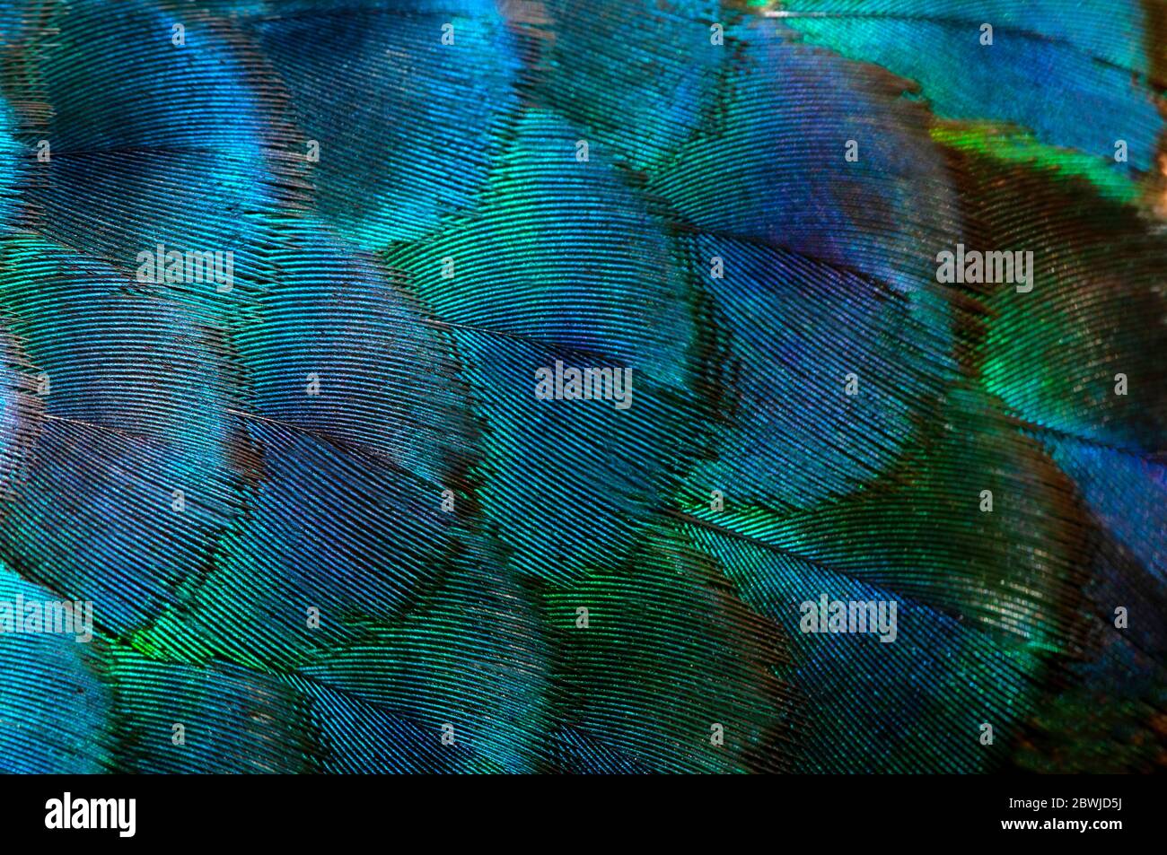 Primeros planos Peacocks, detalles coloridos y hermosas plumas de pavo real.Fotografía macro. Foto de stock