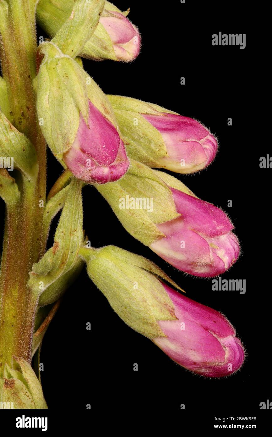 Foxglove (Digitalis purpurea). Brotes florales primer plano Foto de stock