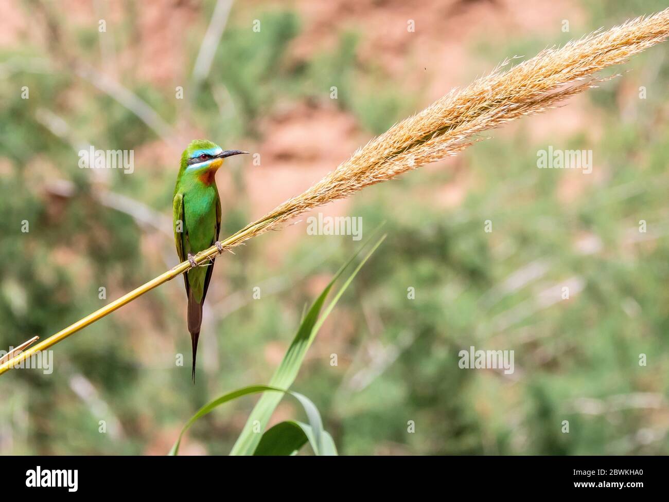 Morro de abeja de mejillón azul (Merops superciliosus), sentado en un tallo de caña diagonal, Marruecos, Ouarzazata Foto de stock