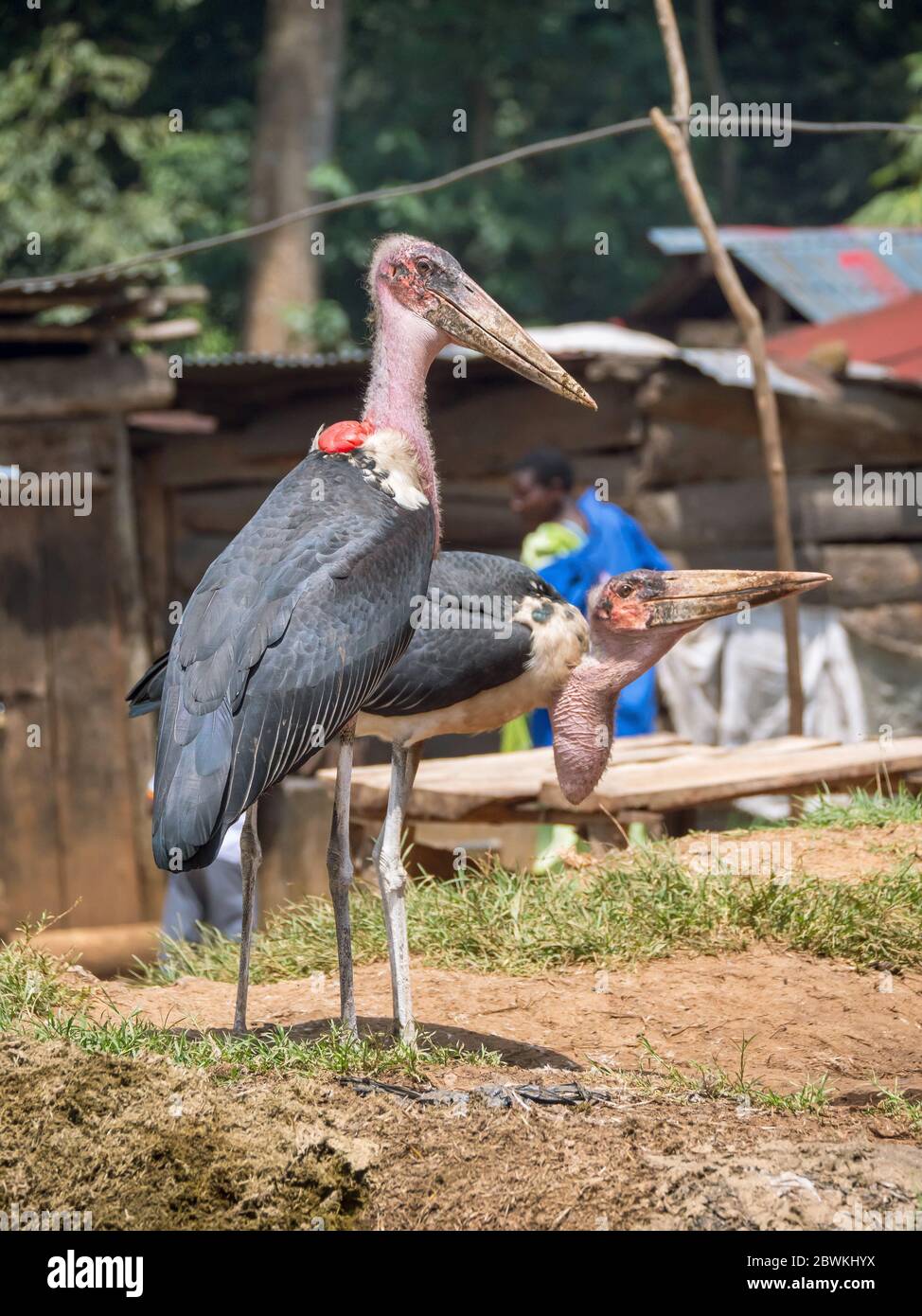 Marabou stork (Leptoptilos crumeniferus), de pie en las afueras de una aldea rural, Uganda Foto de stock