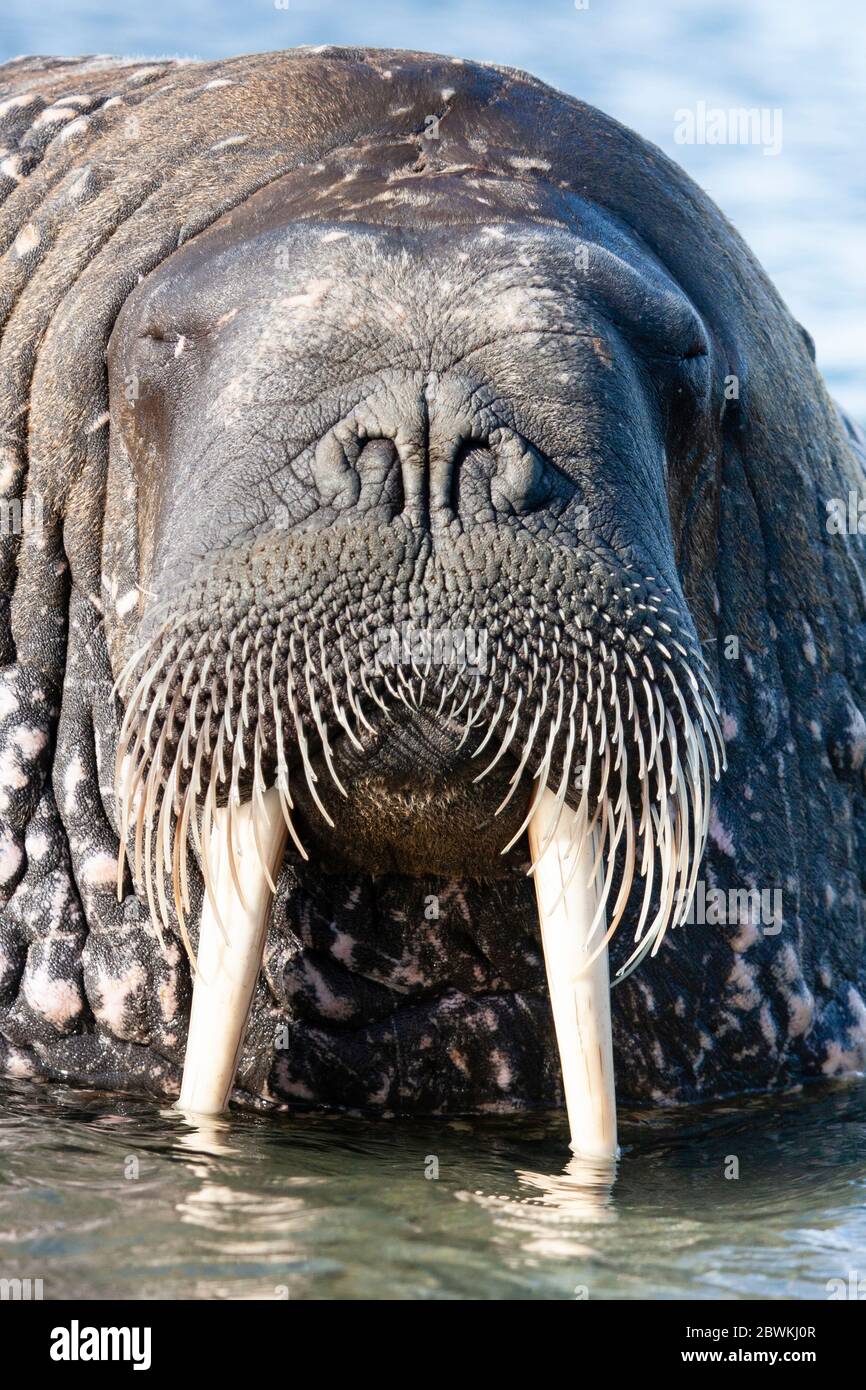 La morsa (Odobenus rosmarus), retrato, Noruega, Svalbard Fotografía de  stock - Alamy