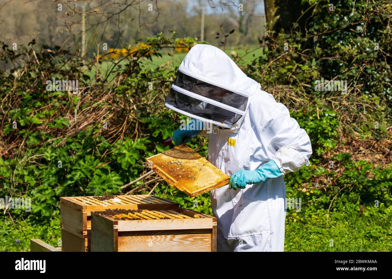 inspección de colmenas de abejas Foto de stock