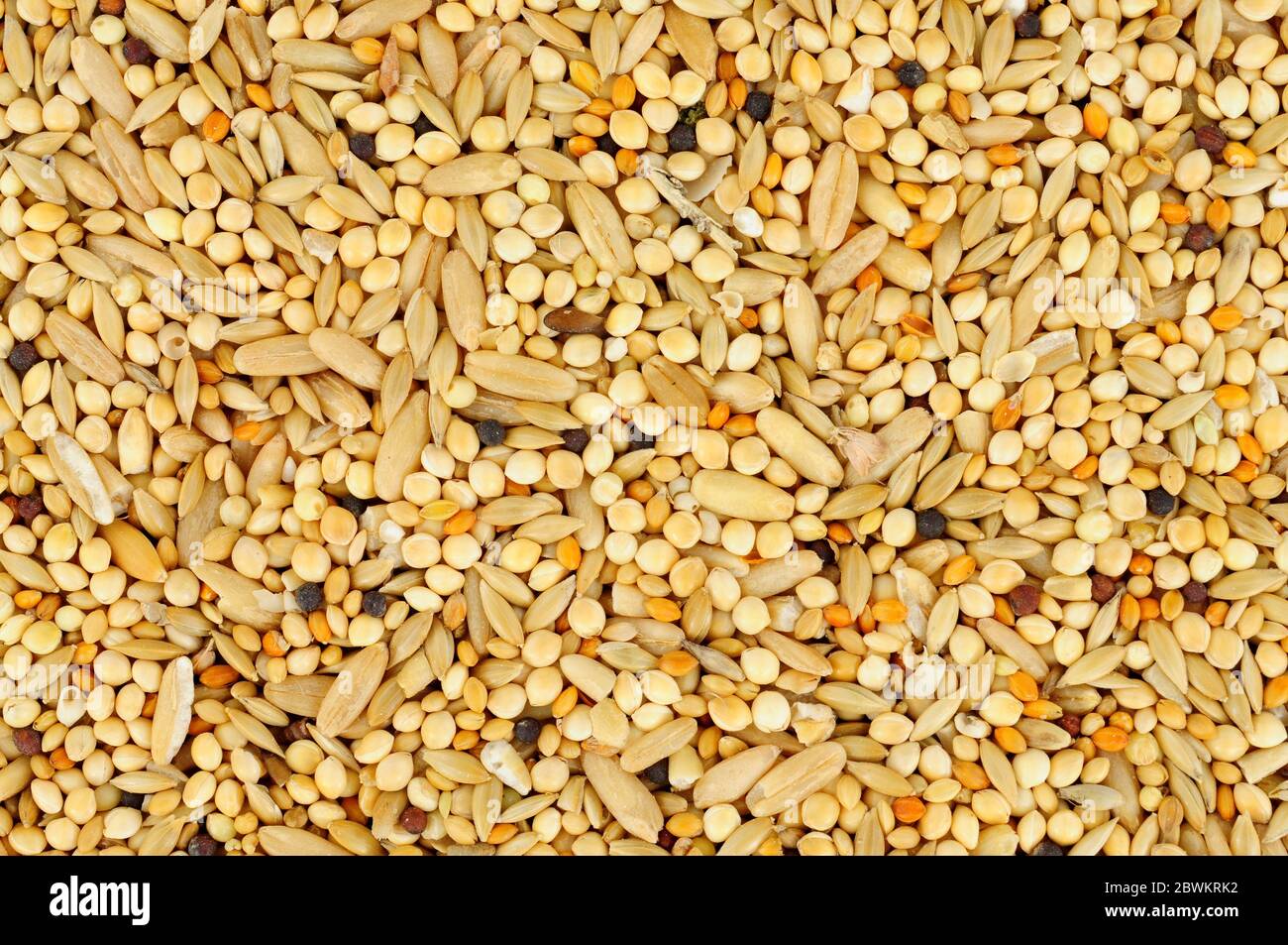 tono muñeca ruptura Mezcla de semillas de aves fondo con granos y cereales comida para mascotas  Fotografía de stock - Alamy