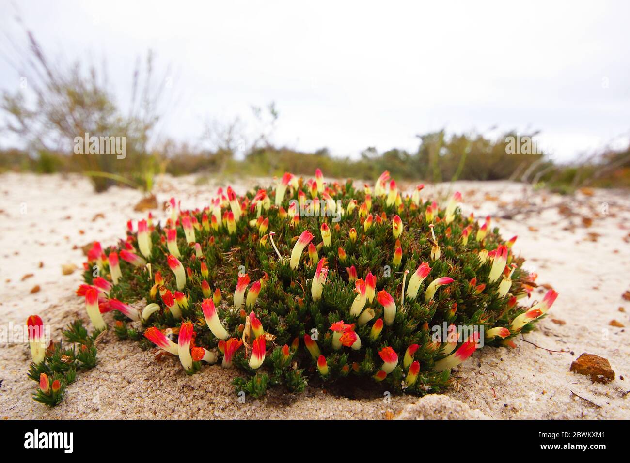 Flores silvestres australianas: Parche geométrico redondo de Lechenaultia tubiflora con flores amarillas y rojas, en su hábitat natural en el suroeste de Australia Foto de stock