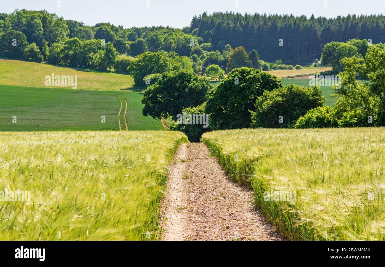 Campo de trigo que conduce a los árboles en un paisaje ondulado Foto de stock