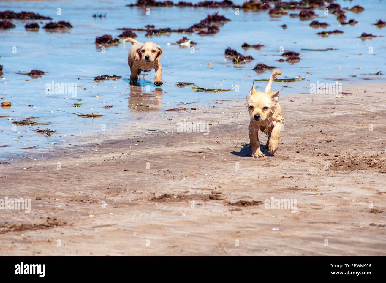 Dos cachorros corriendo en la playa con agua y arena en verano Fotografía  de stock - Alamy