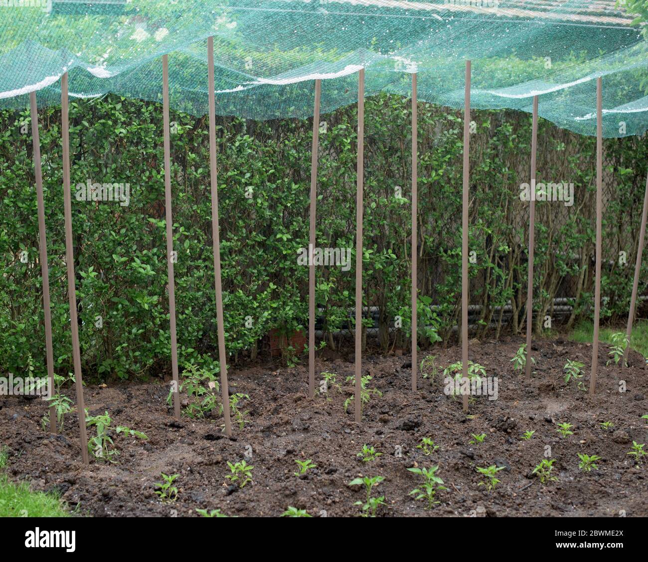 Granero en una red protectora sobre plantas vegetales en un jardín Foto de stock