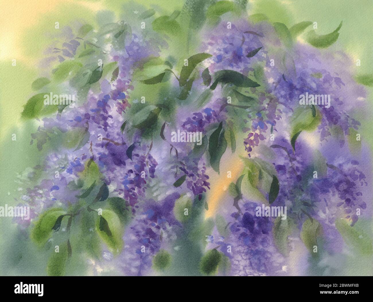 Flores lilas violetas con hojas de color acuarela fondo Fotografía de stock  - Alamy