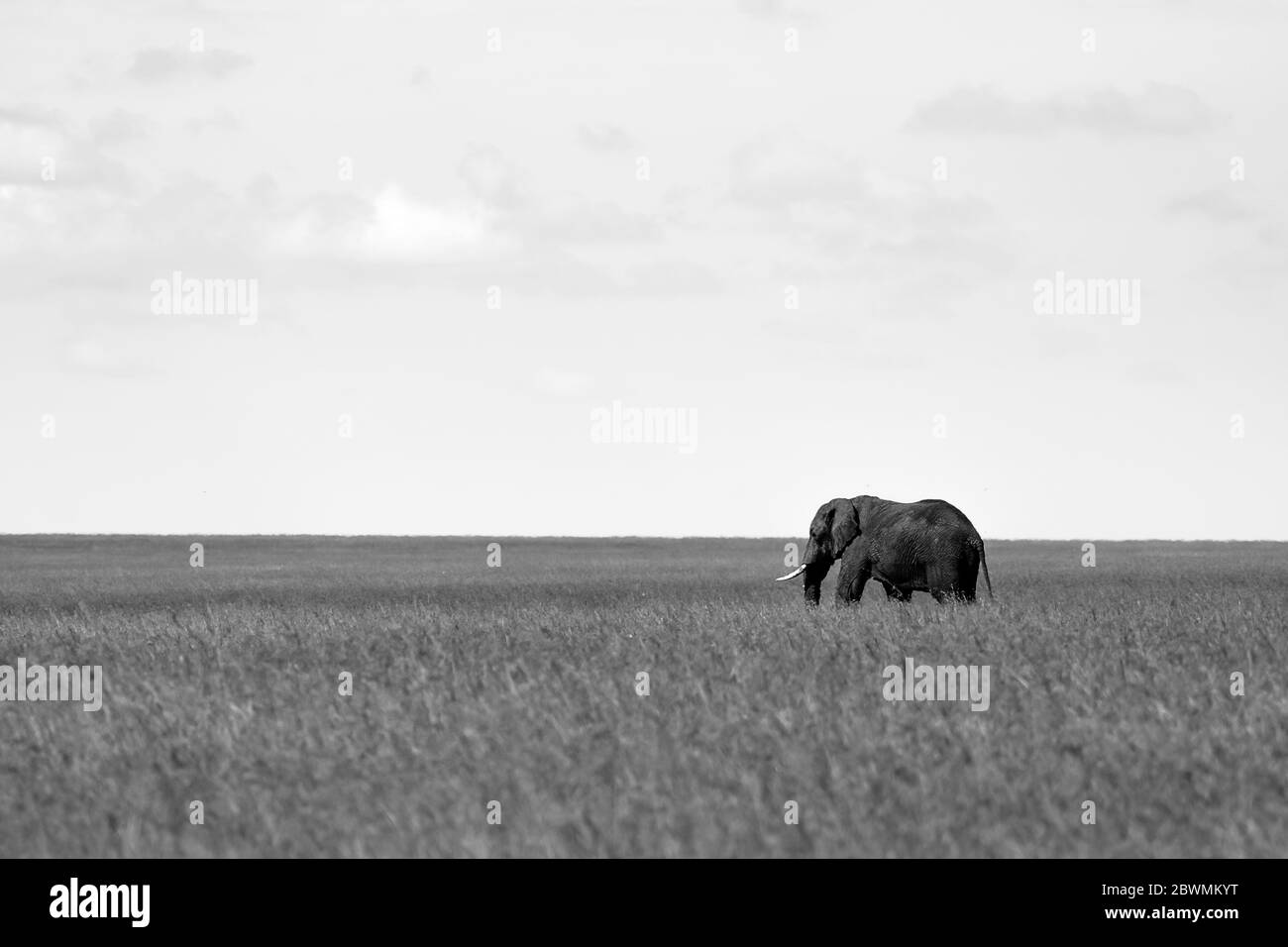 Imagen en blanco y negro de un elefante en las llanuras, Maasai Mara, Kenia Foto de stock