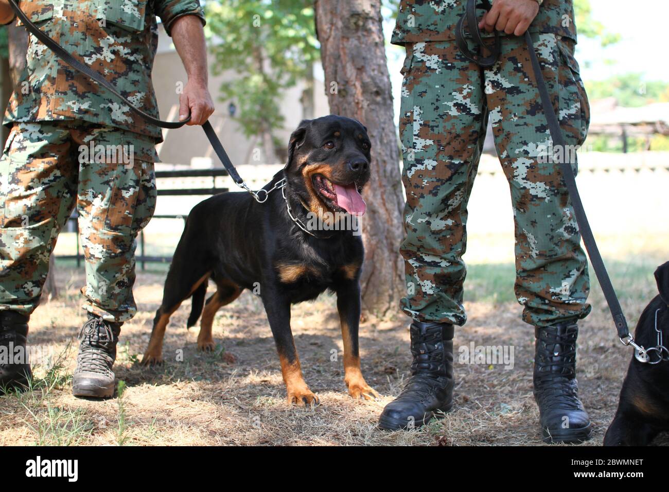 afeitado Por ley programa Perro militar fotografías e imágenes de alta resolución - Alamy