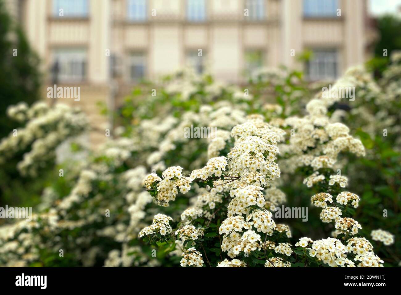 Flores de guinda con fondo verde difuminado. Ramas de flores de guindas de flores de guindas en el parque. Flor de primavera. Concepto de decoración de la ciudad Fotografía de stock - Flores de guinda con fondo verde difuminado. Ramas de flores de guindas de flores de guindas en el parque. Flor de primavera. Concepto de decoración de la ciudad Fotografía de stock -