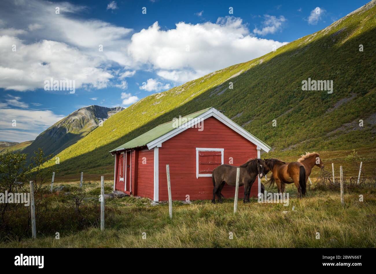 Hermoso ambiente de finales de verano y colores en las montañas, la zona de Isfjorden y el valle de Kavliheian. Caballos que viven en el valle. Foto de stock