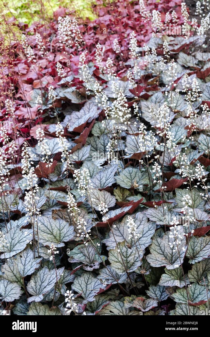 Cama de jardín Heucheras Hojas de Flor Heuchera 'Northern Exposure Red' Heucherella 'Crepúsculo' Jardín Botánico Decorativo Oscuro Foto de stock