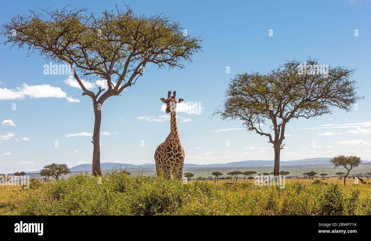 Jirafa de pie en el campo de los árboles de Acacia en la Mara Triangle Conservancy en Kenia África Foto de stock